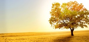 cropped-wallpaper-1195058